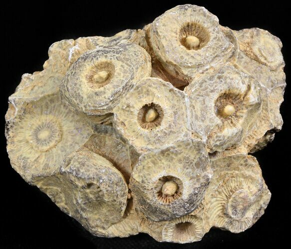 Bargain Fossil Coral (Actinocyathus) Head - Morocco #44889